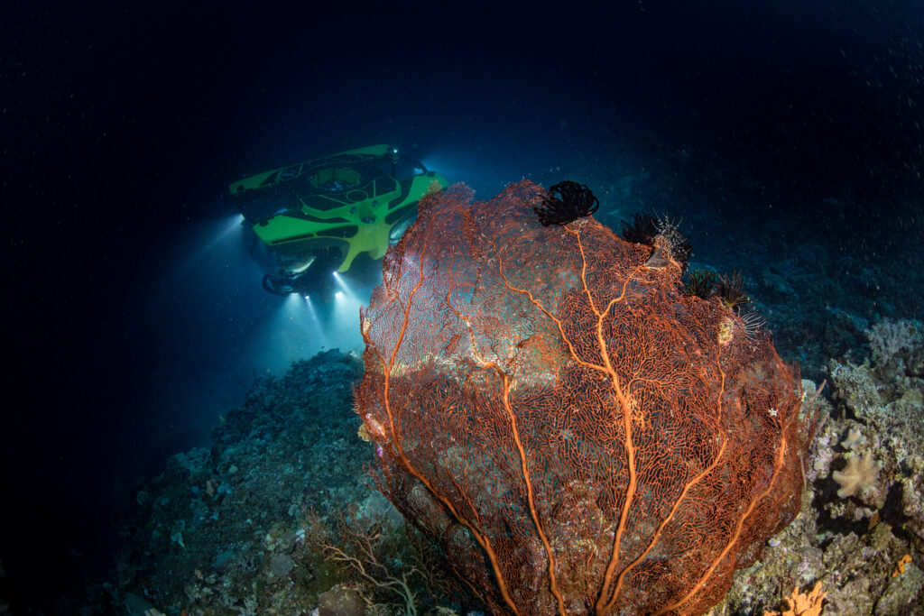 Gorgonian sea fan in the Solomons - Submersible diving with Cookson Adventures