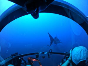 Following at whale shark